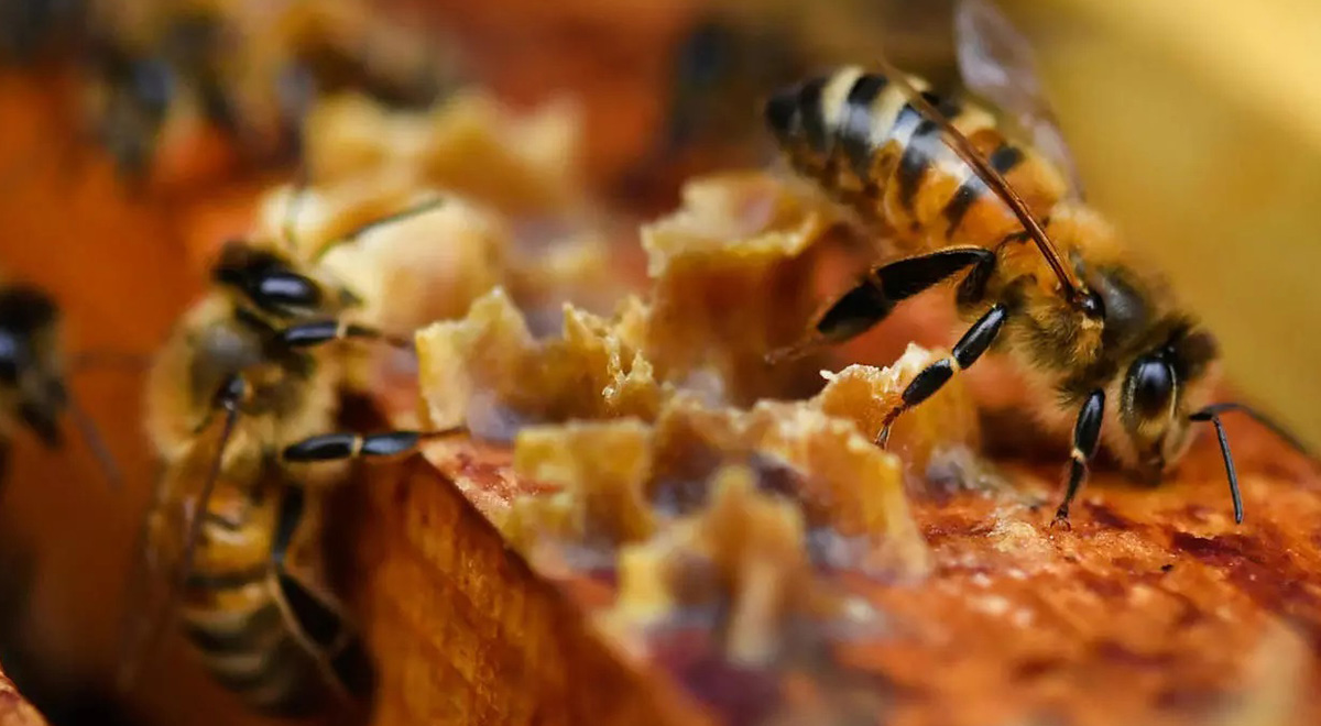 اتحاد زنبورهاى عسل چه بر سر زنبور زرد مهاجم میاره
