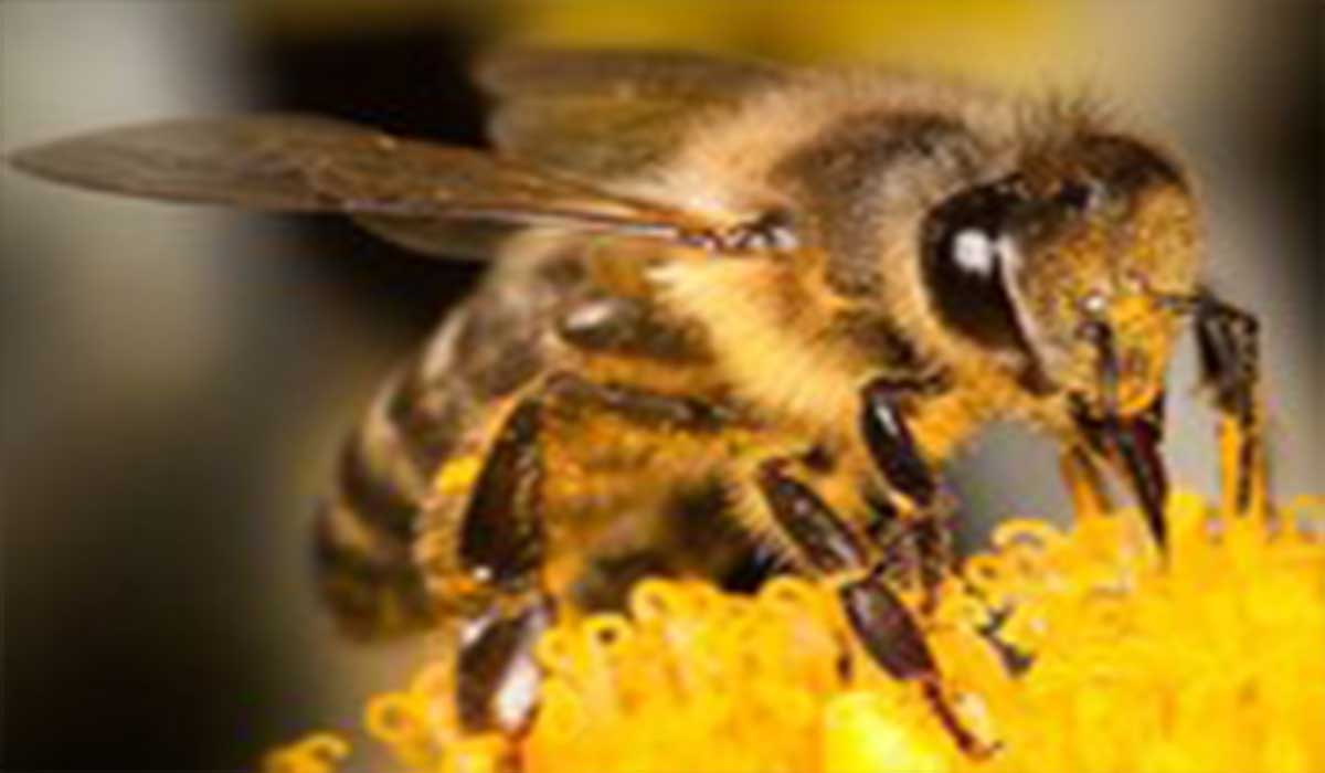 تاکتیک دفاعی زنبورها برای حفاظت از ملکه