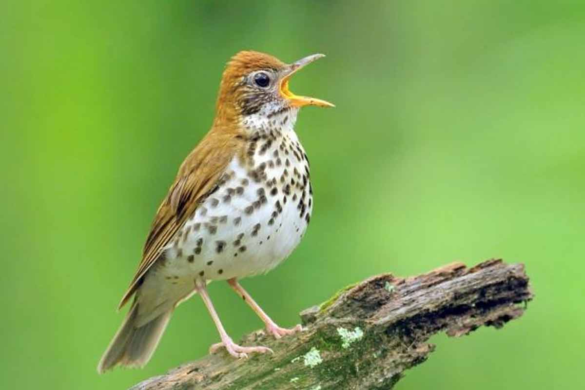صدای زیبای پرندگان در آرامش طبیعت