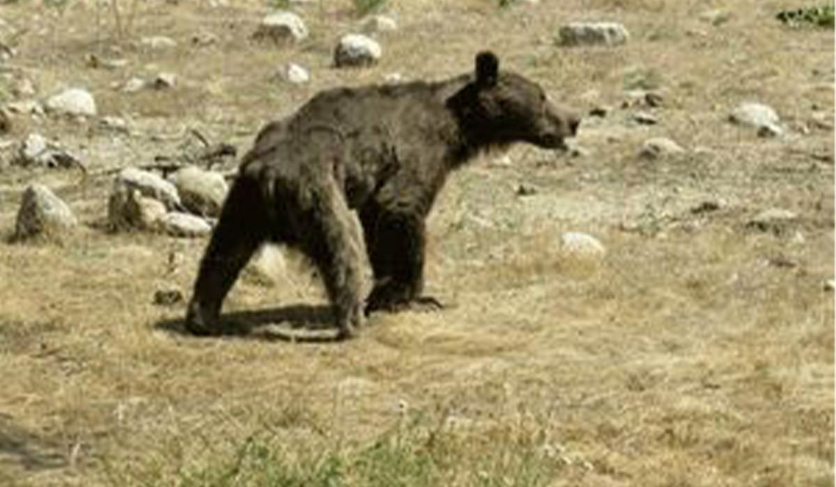 توله خرس نالان‌ در کوه‌های زاگرس
