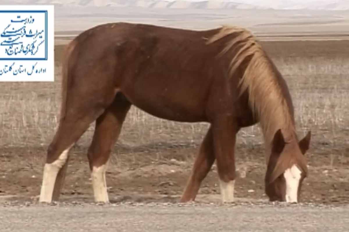 اسب، حیوانی جدا نشدنی از فرهنگ ترکمن‌ های ایران