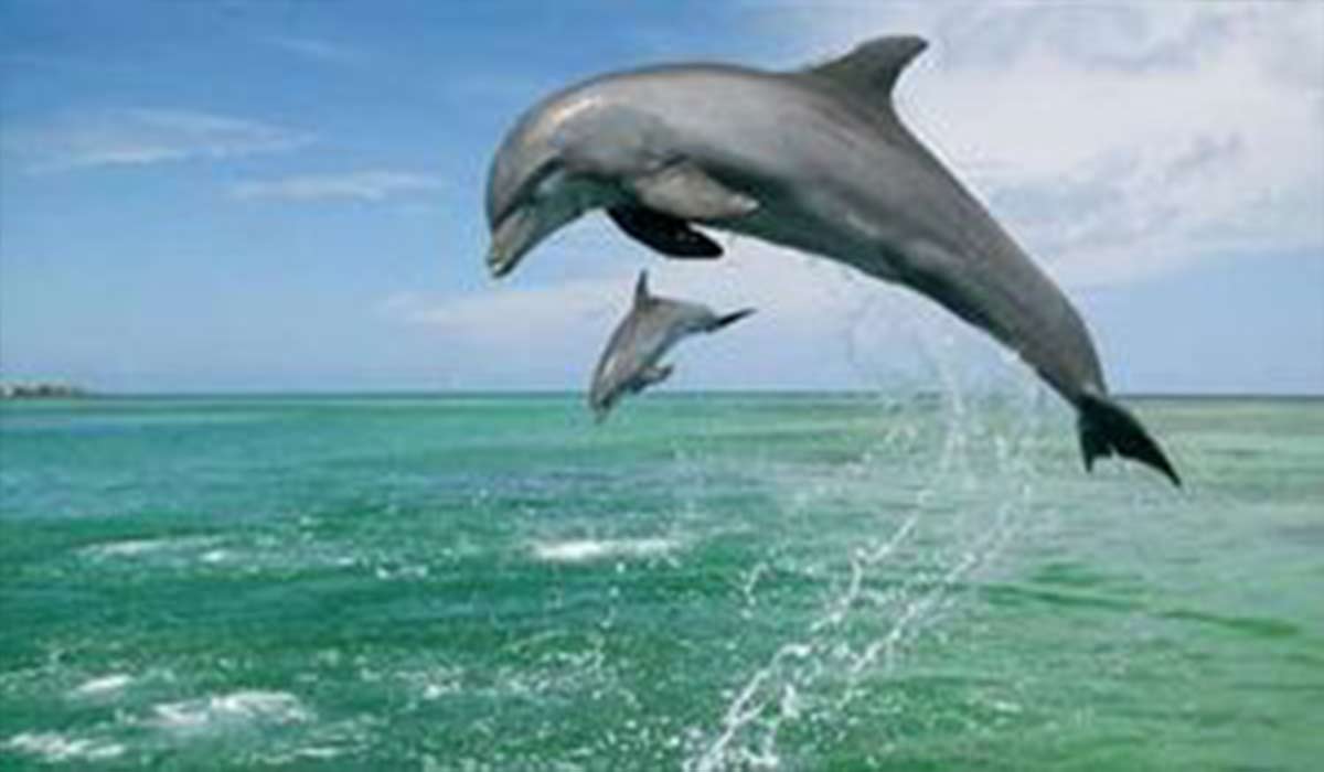 دلفین‌های جزیره هنگام
