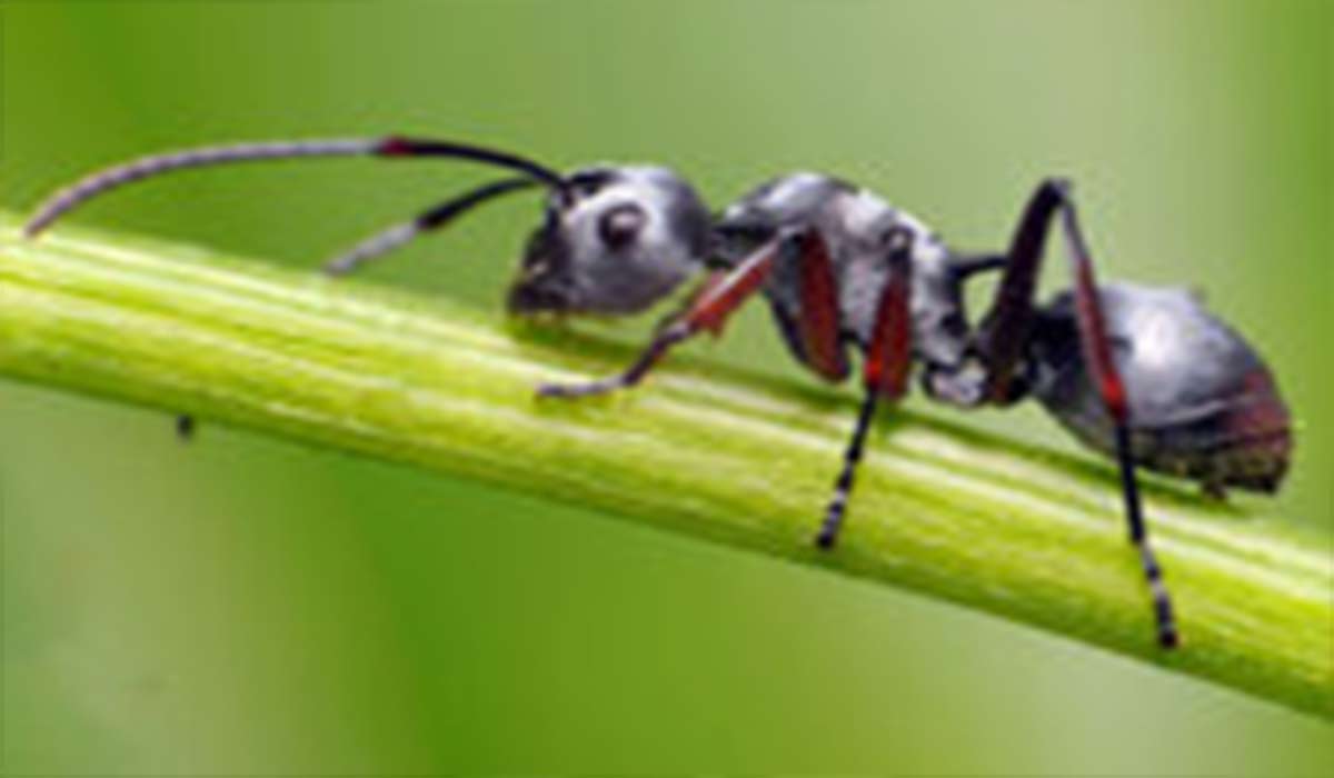 لانه شگفت انگیز مورچه ها