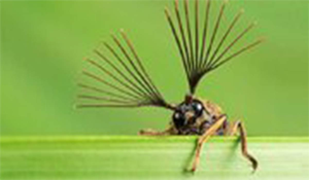 عجیب‌ترین حشرات دنیا با ابعادی باورنکردنی!