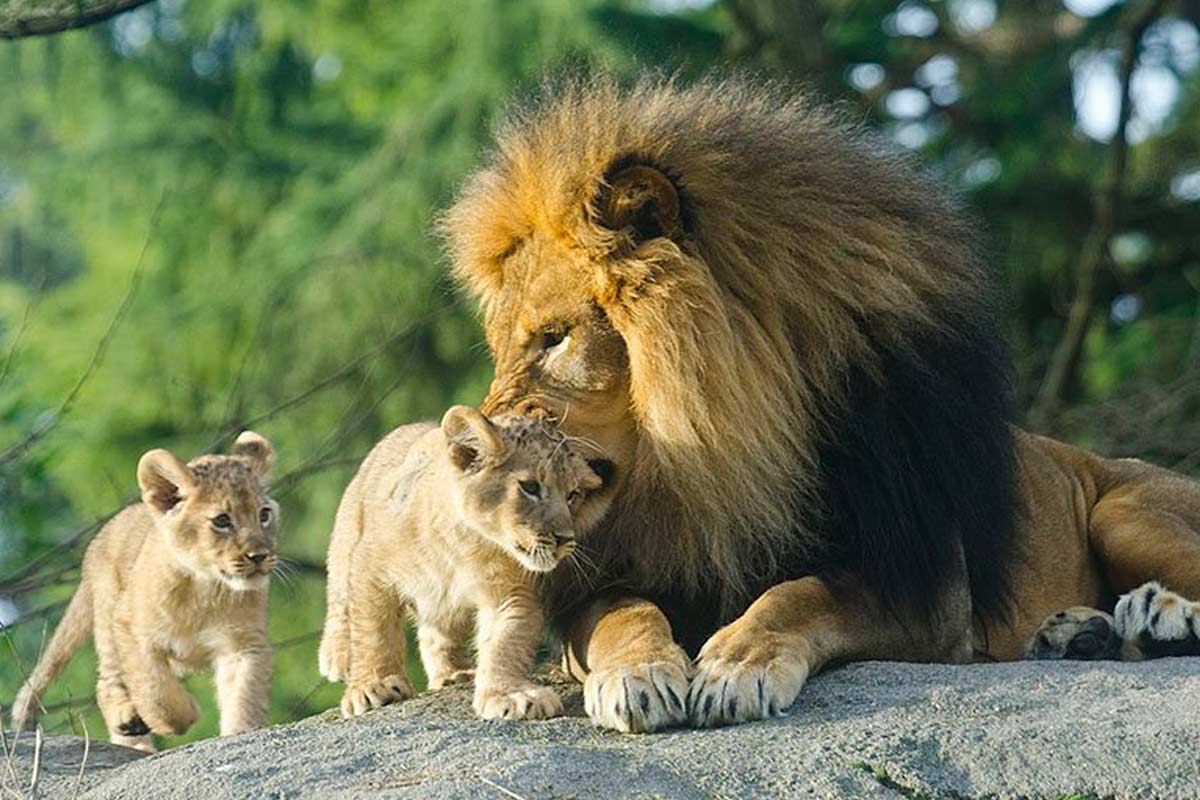 آموزش شکار به بچه شیرها