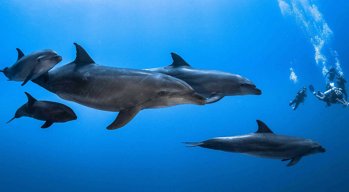جستجوی کار گروهی دلفین ها برای شکار