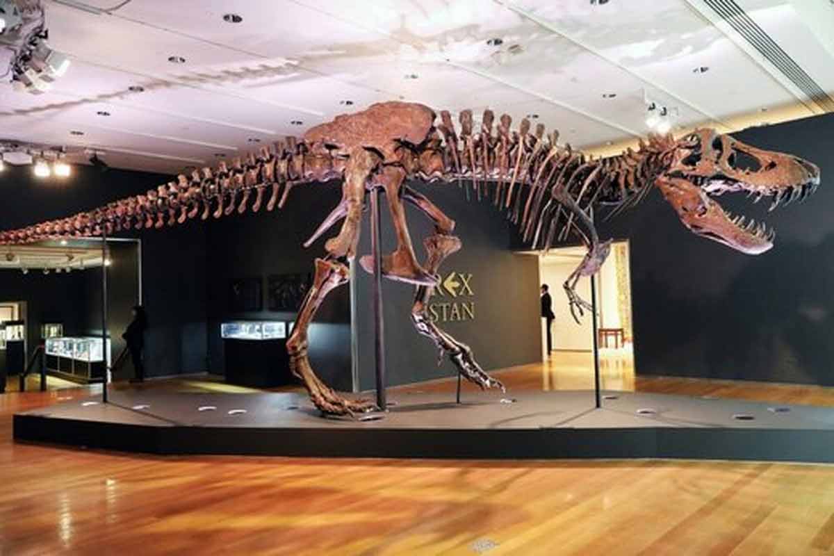 حراج فسیل ۷۶ میلیون ساله یک دایناسور