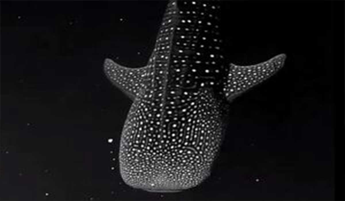 شنای دیدنی کوسه نهنگ در شب