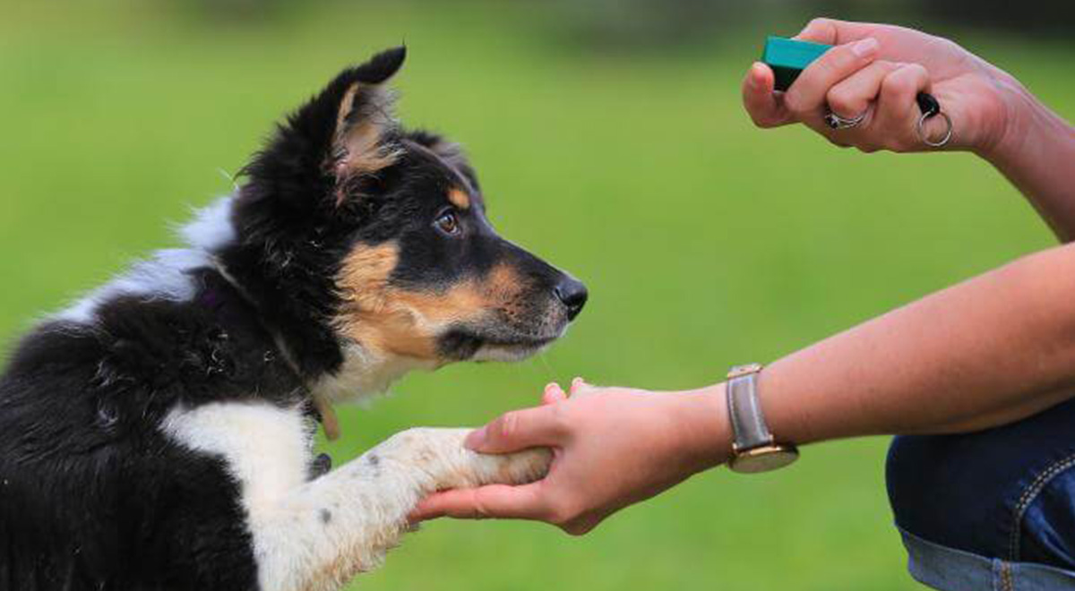 تربیت سگ ها برای تشخیص مبتلایان به کرونا