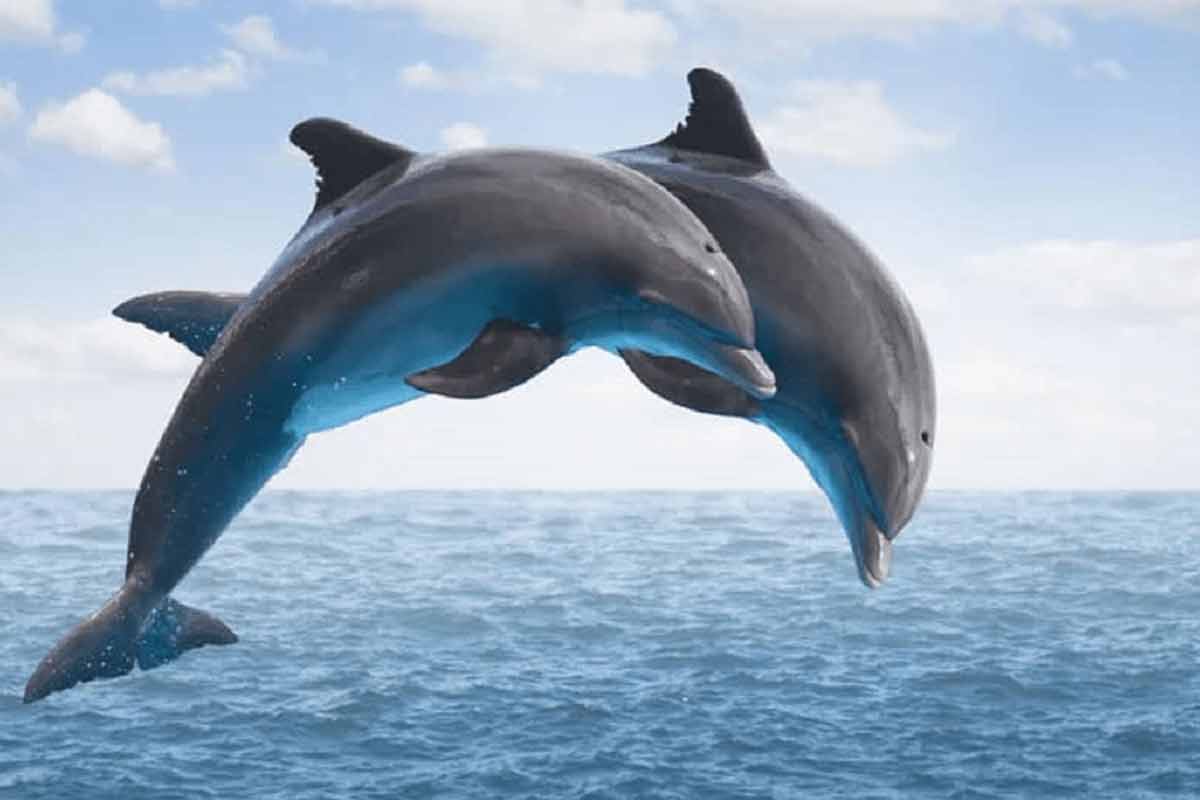 مرگ دسته جمعی دهها دلفین در سواحل غنا