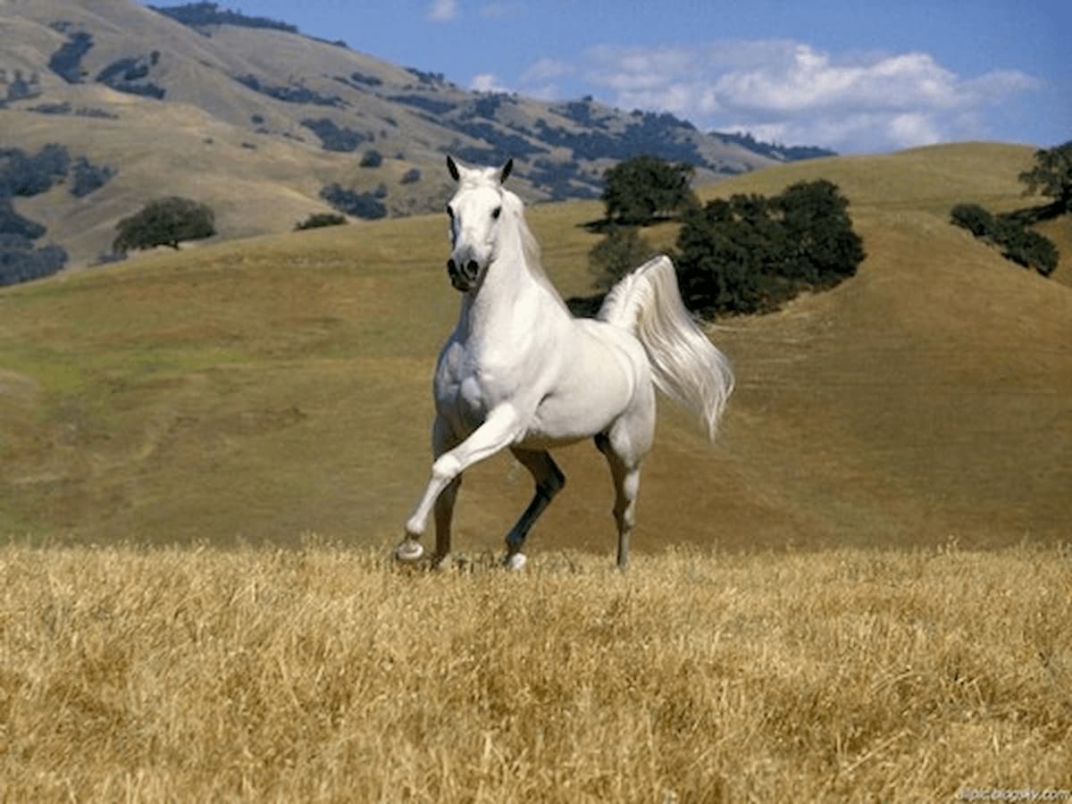 6003-81؛ HORSE, GALLOP- صدای اسب، چهار نعل