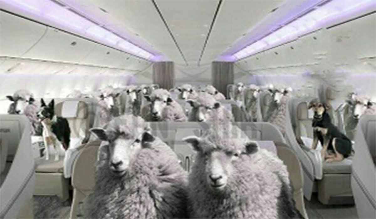 فرود اضطراری هواپیمای حامل گوسفندان در ایران