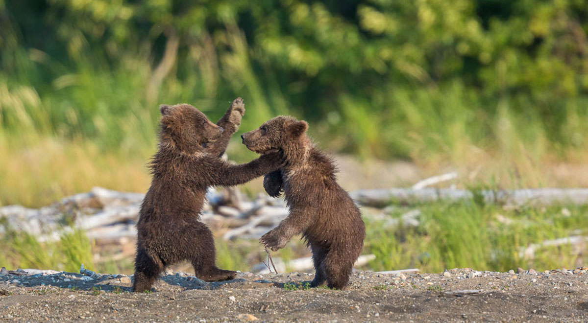 لحظاتی بسیار زیبا و دل‌نشین از بازی‌گوشی سه توله خرس قهوه‌ای در البرز مرکزی