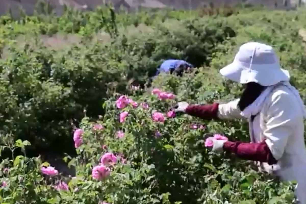 آغاز جشنواره گل‌محمدی در اسلامشهر