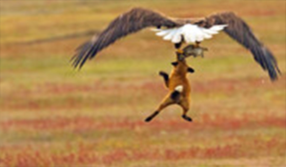 منظره دراماتیک عقاب طلایی در حال پرواز با لاشه یک روباه