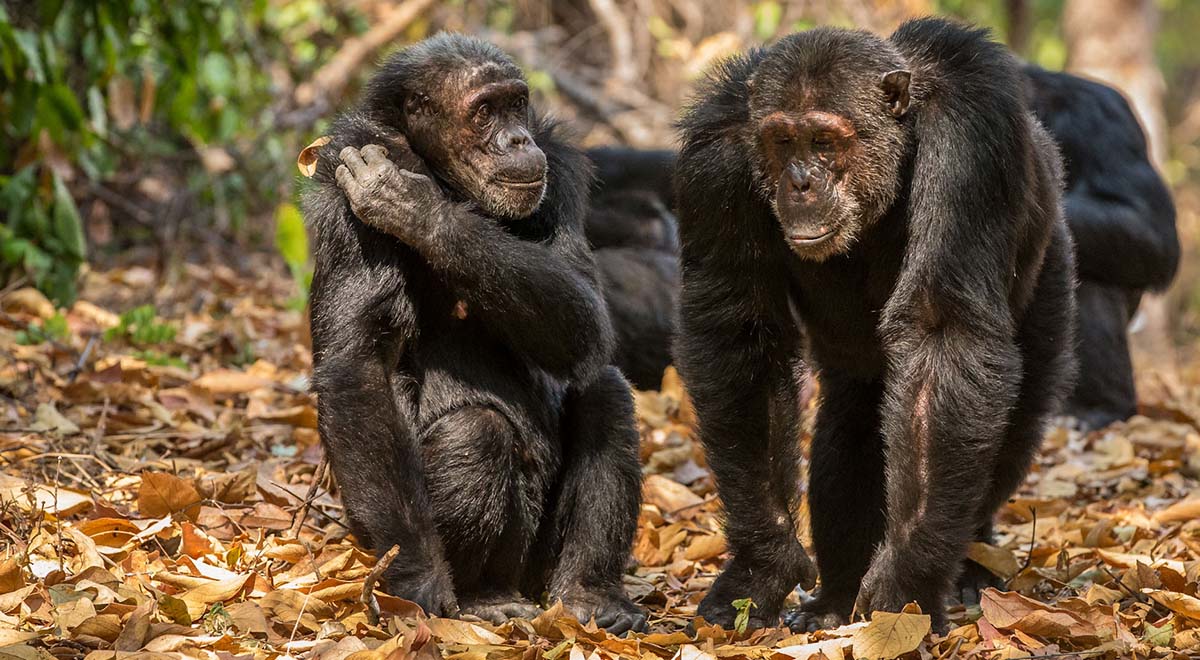 همکاری شامپانزاها برای شکار