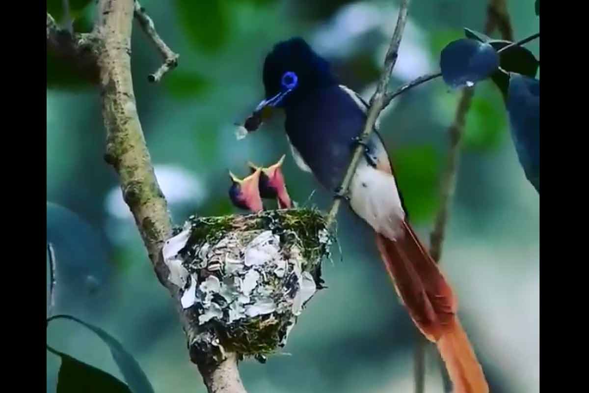 غذادهی پرنده زیبا به جوجه هاش