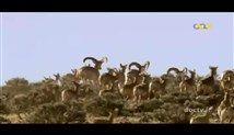 مستند «اشباح بیابان» درباره یوزپلنگ ایرانی