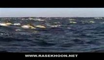 شکارچی های دریا