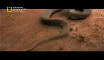 دانلود مستند های نشنال جئوگرافیک: مستند کشنده ترین مارها دوبله فارسی (کیفیت پایین)