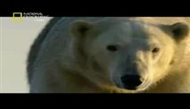 دانلود مستند های نشنال جئوگرافیک: قطب شمال (کیفیت پایین)