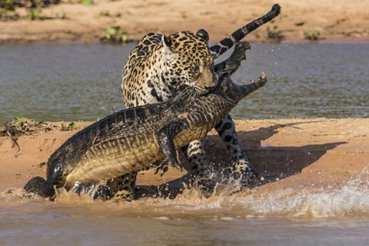 حمله جالب و وحشتناک جگوار به تمساح