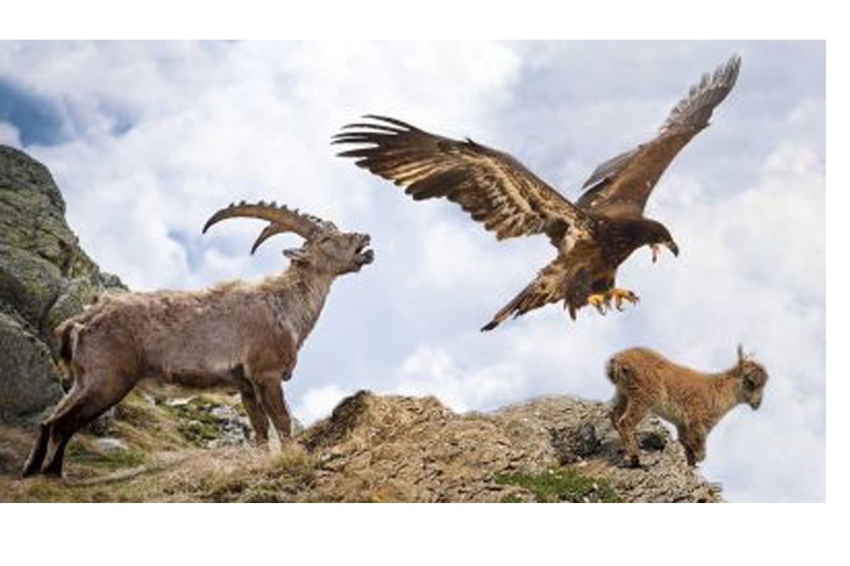 طمع عقاب طلایی برای شکار بز کوهی