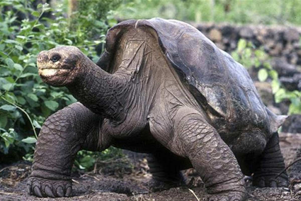 لاک‌پشت صد ساله در طبیعت رها شد