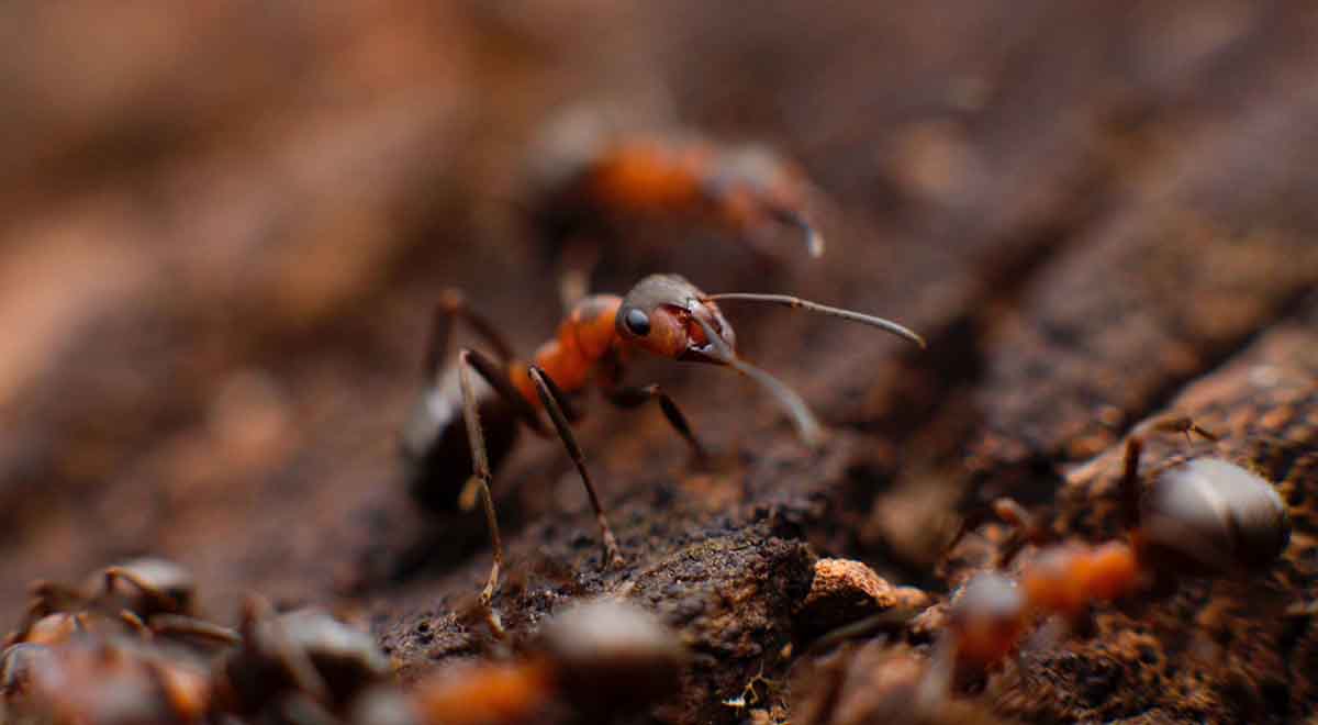 ویدئو بی‌نظیره از تقابل مورچه ها و موریانه ها