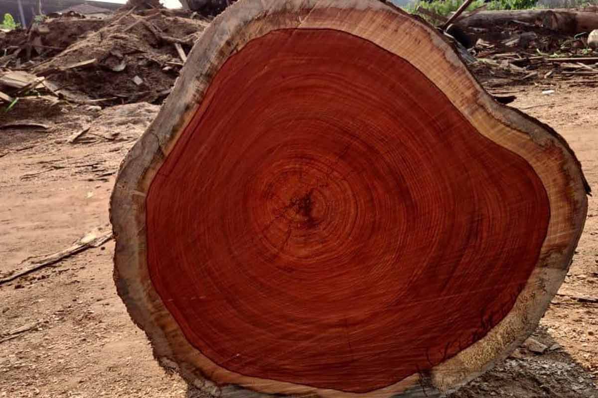 درختی با چوب قرمز!