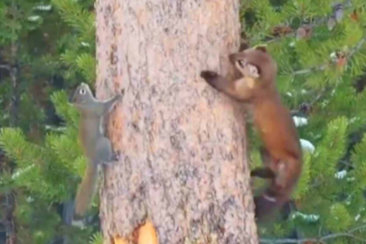 تعقیب و گریز دیدنی سمور و سنجاب بر روی درخت