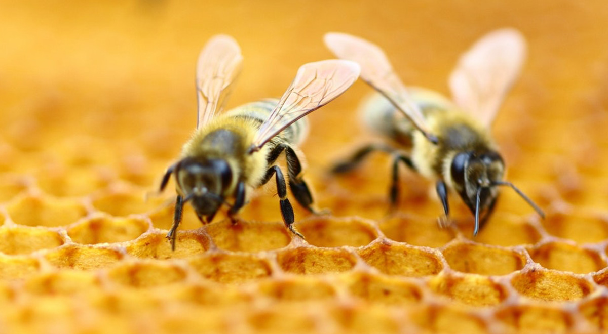 چگونه زنبورهای عسل در زمستان کندو را گرم نگه می دارند؟