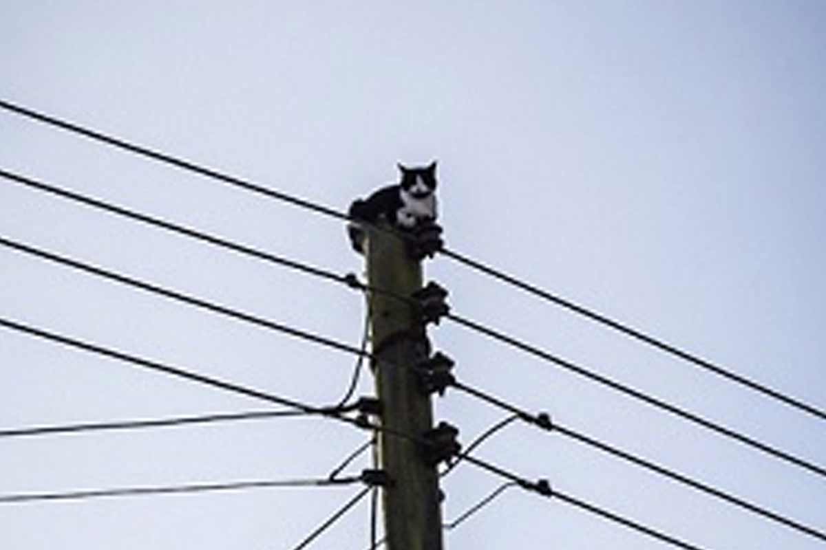 نجات‌ گربه‌ی‌ گرفتار روی کابل برق