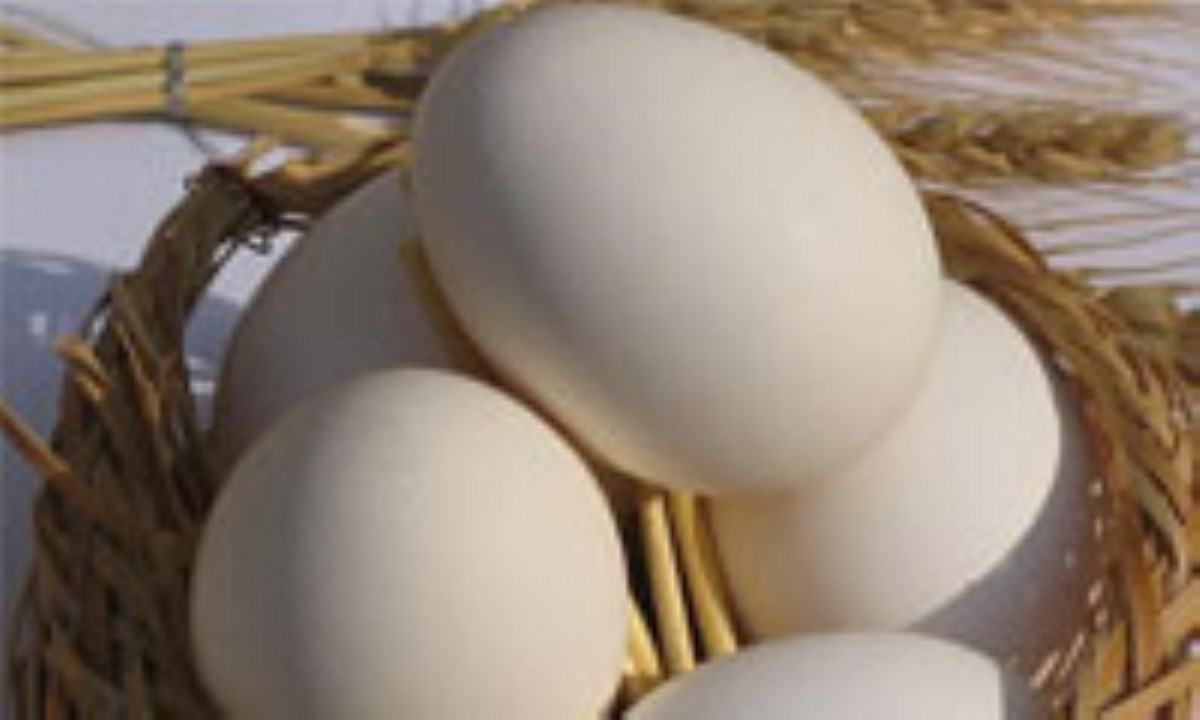 آغاز تولید تخم مرغ SPF از سال آینده در کشور