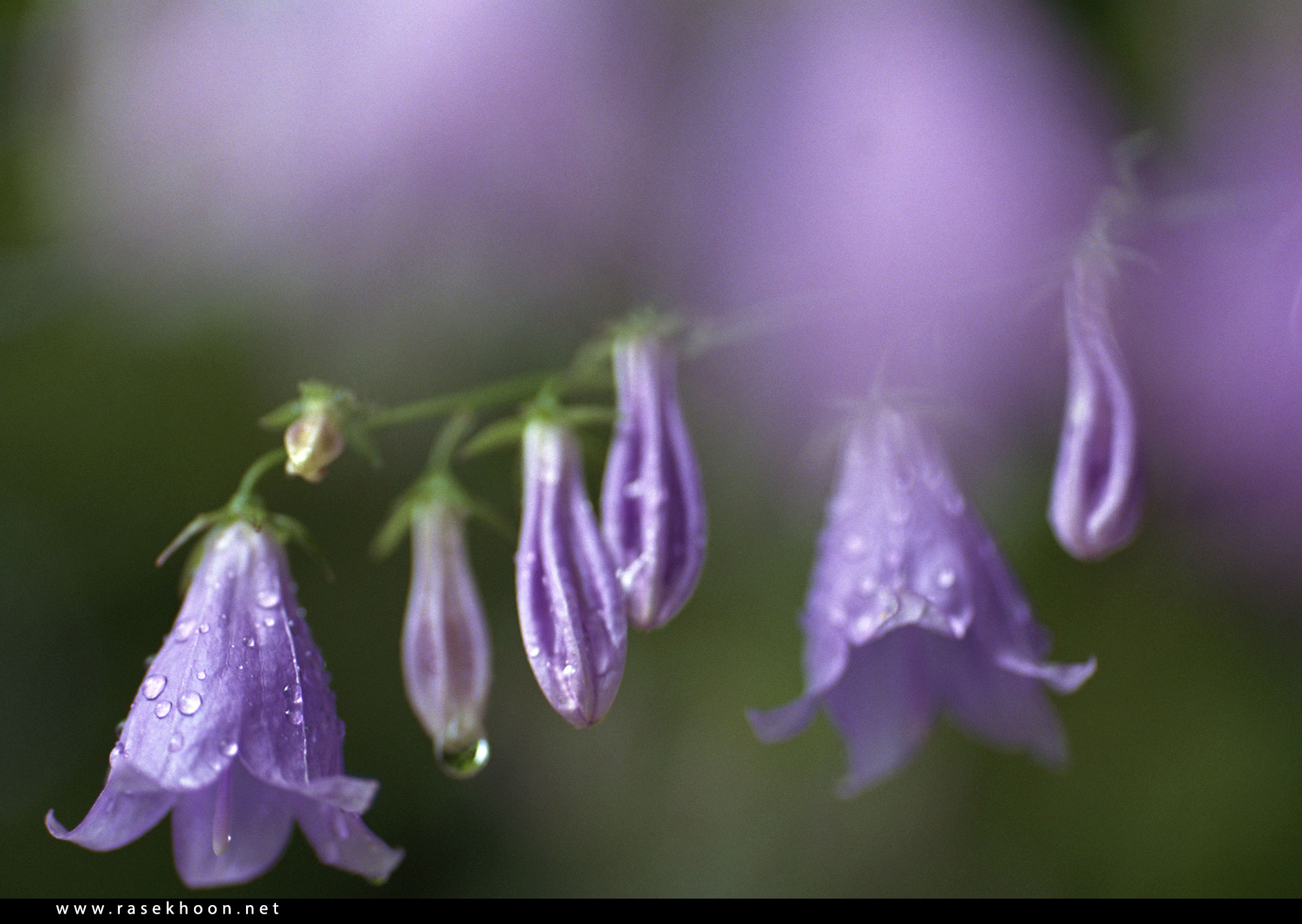 Фиолетовые колокольчики как называются. Колокольчик Кампанула Lilac. Колокольчик "цветы". Лиловые колокольчики.