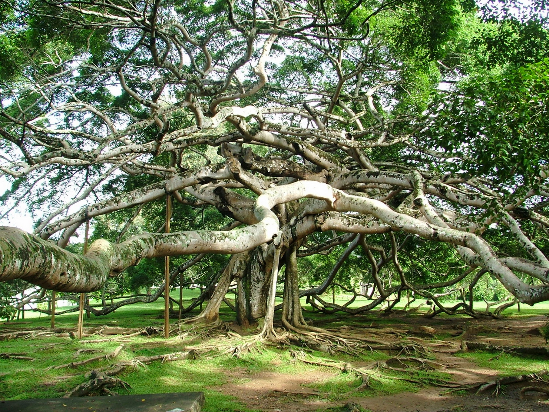 Large tree