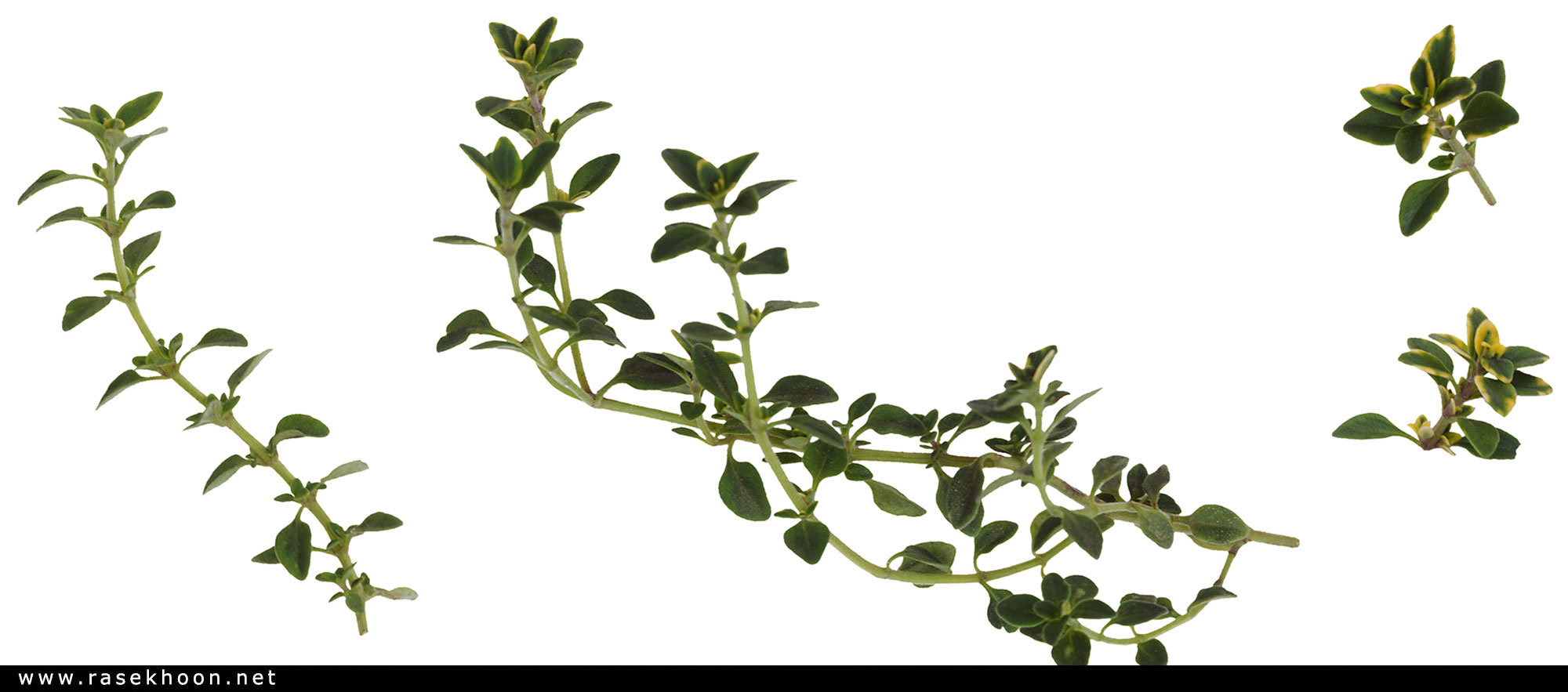میوه وسبزیجات