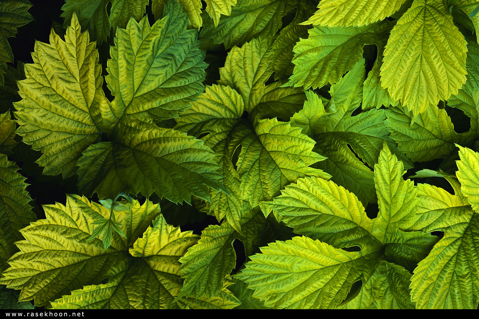 Green leaves. Листва. Листья хмеля. Текстура зеленых листьев. Хмель текстура.