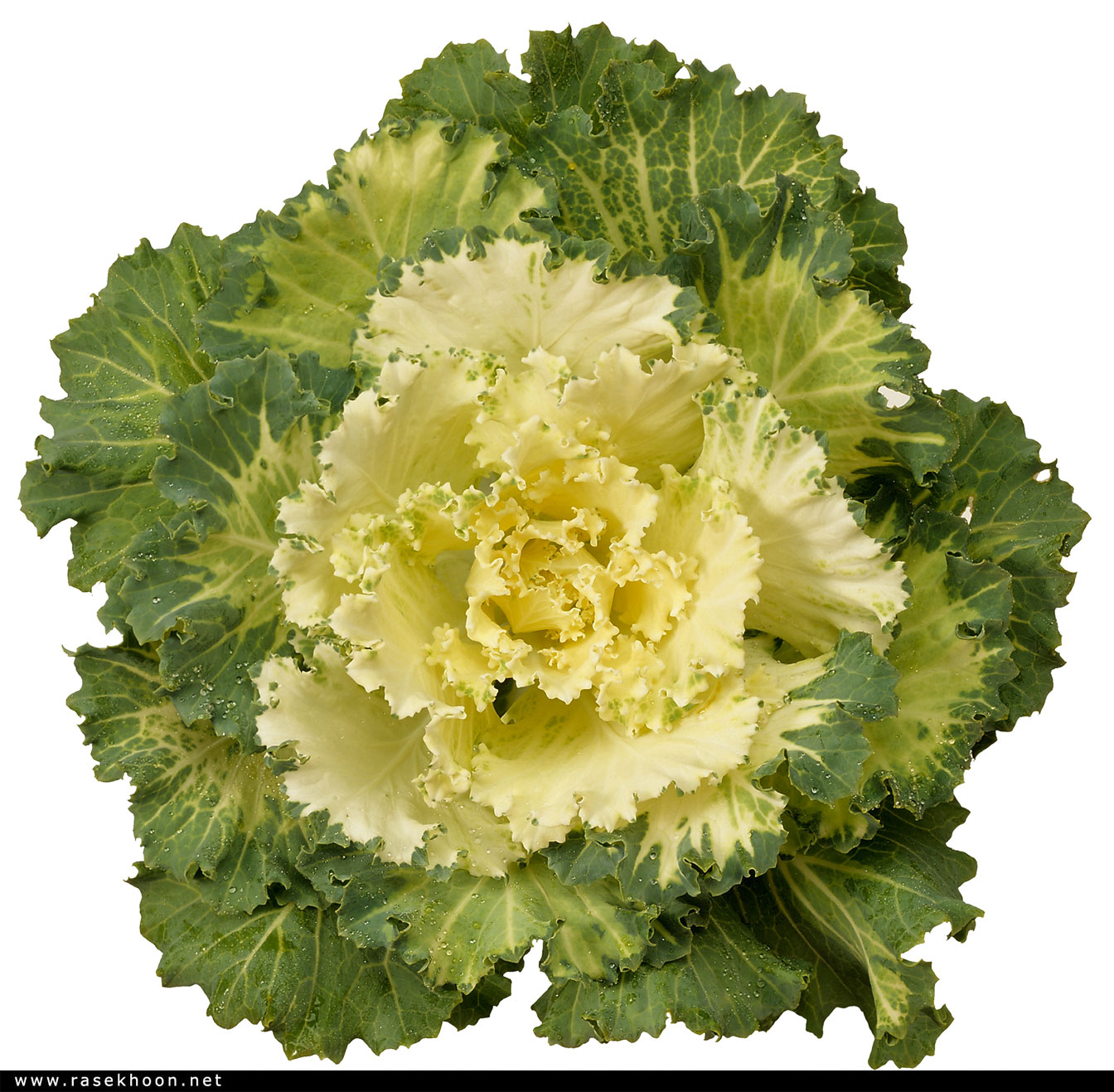 میوه وسبزیجات