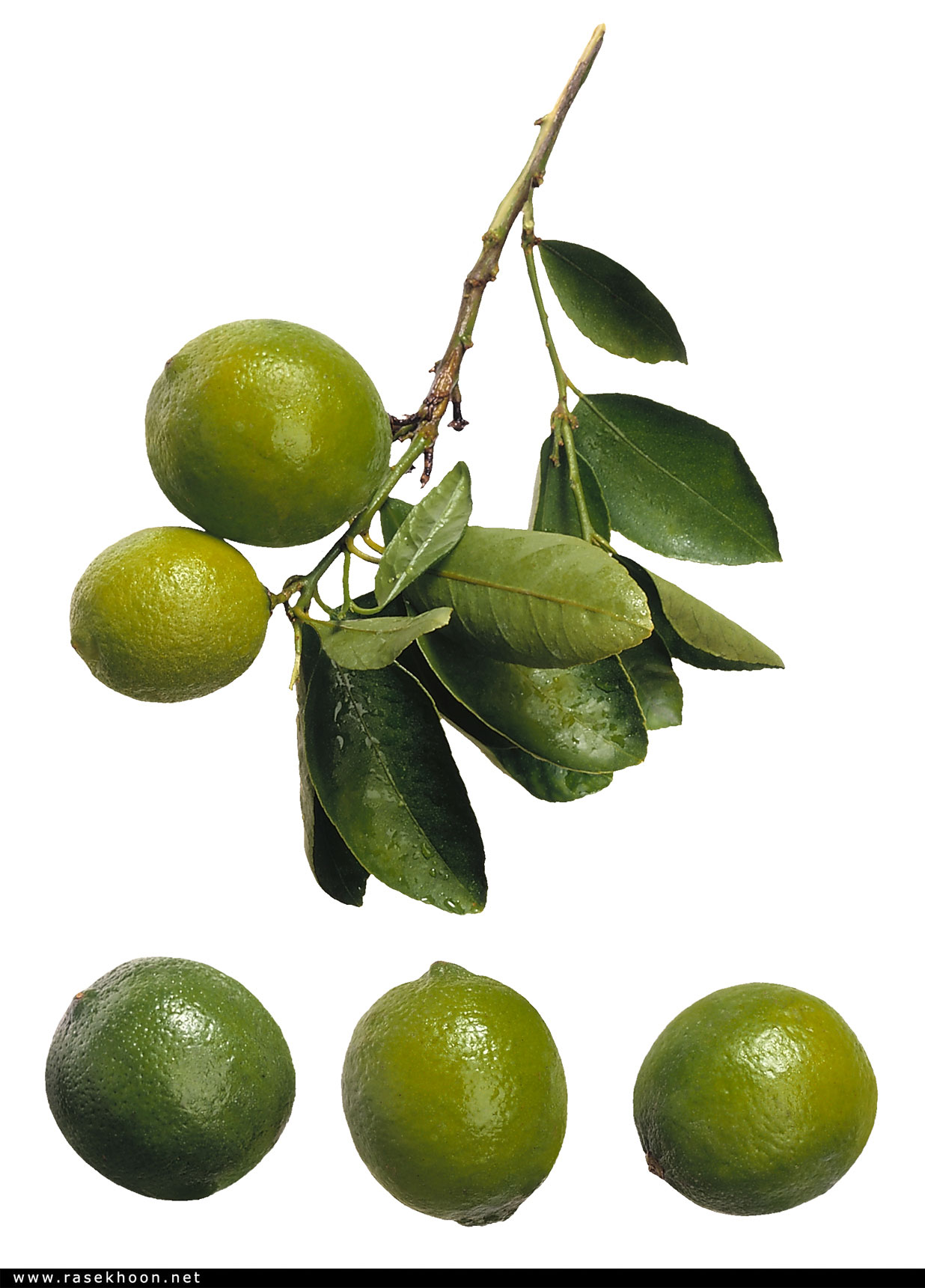 میوه وسبزیجات