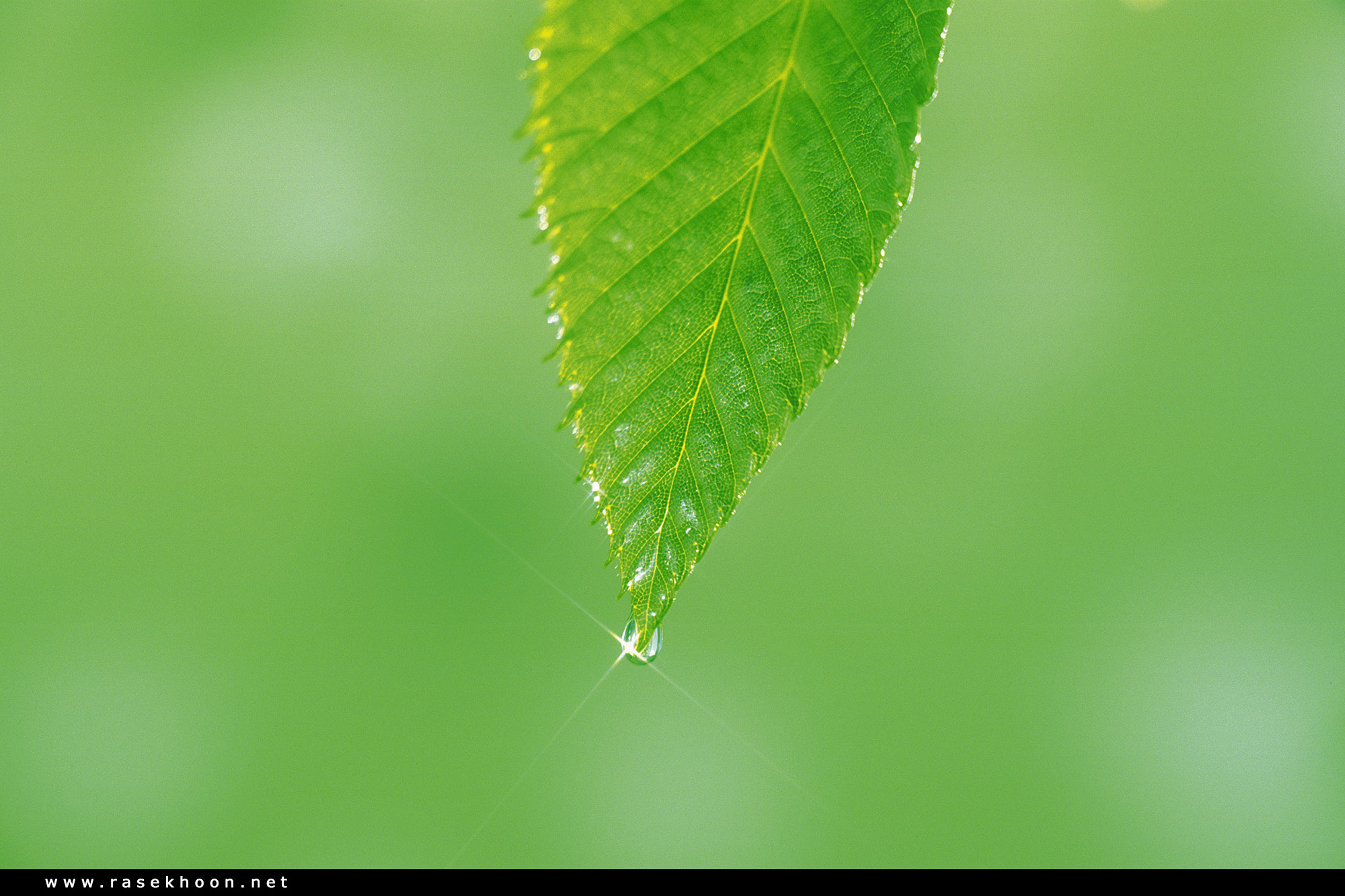 گیاهان