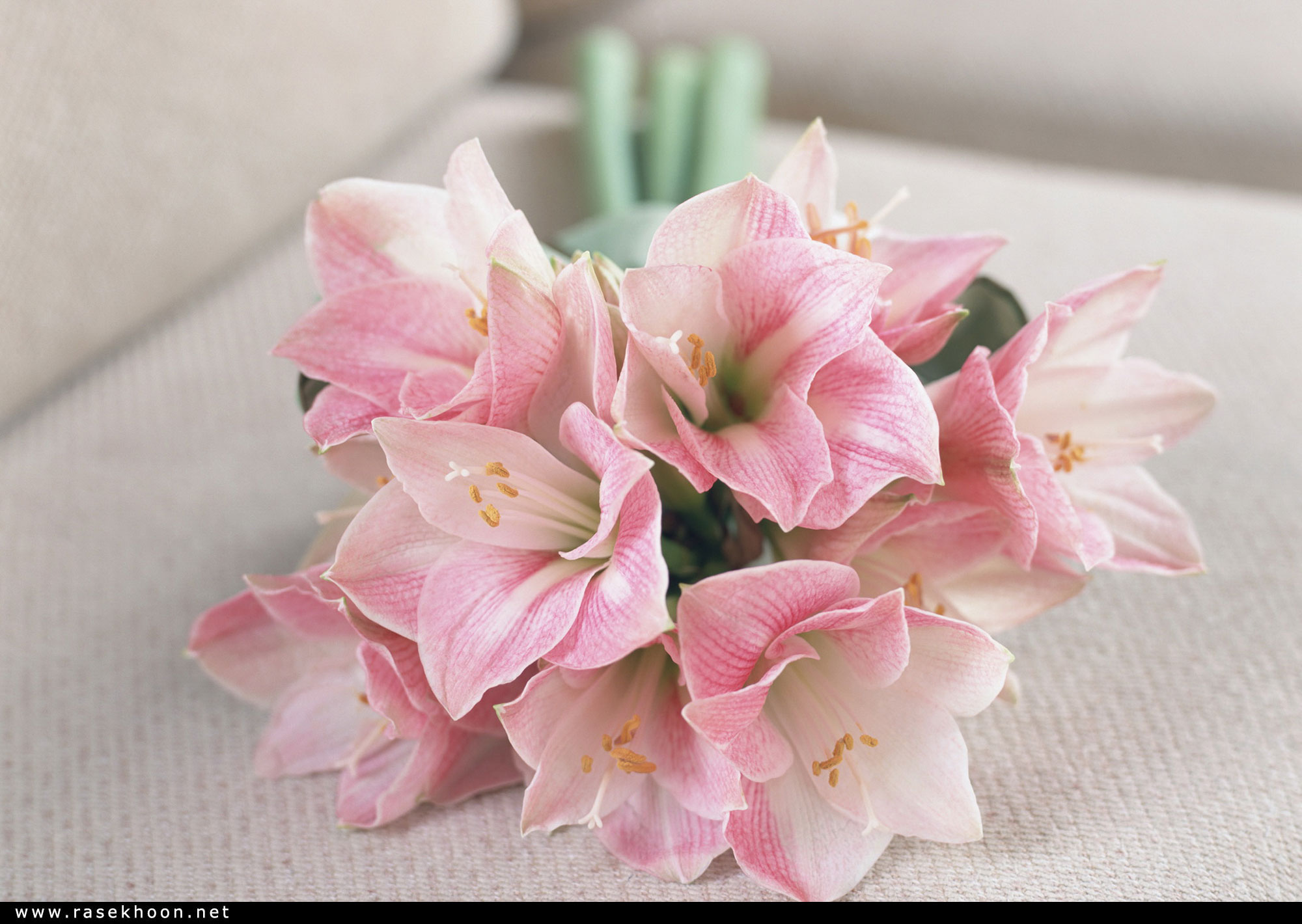 Амариллис букетный цветок