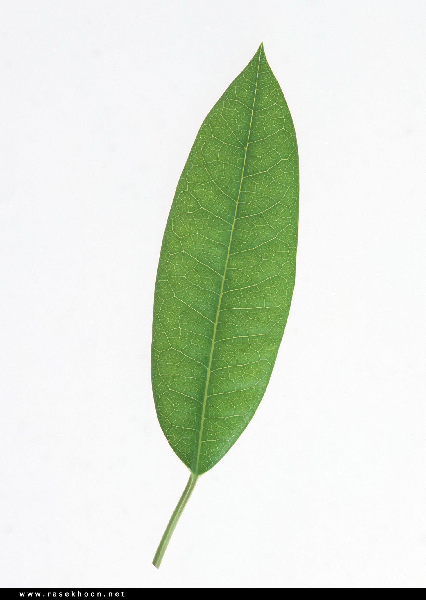 گیاهان