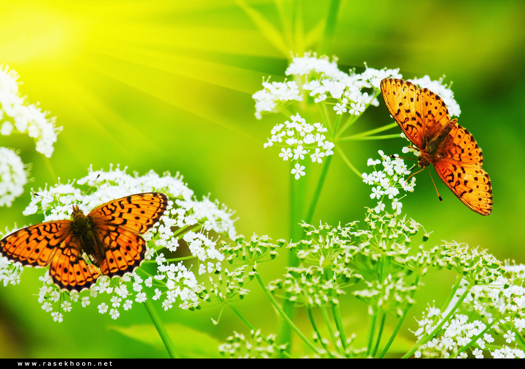 Поле цветы бабочки. Лето бабочки. Лето цветы бабочки. Бабочки на лугу. Бабочки над цветами.