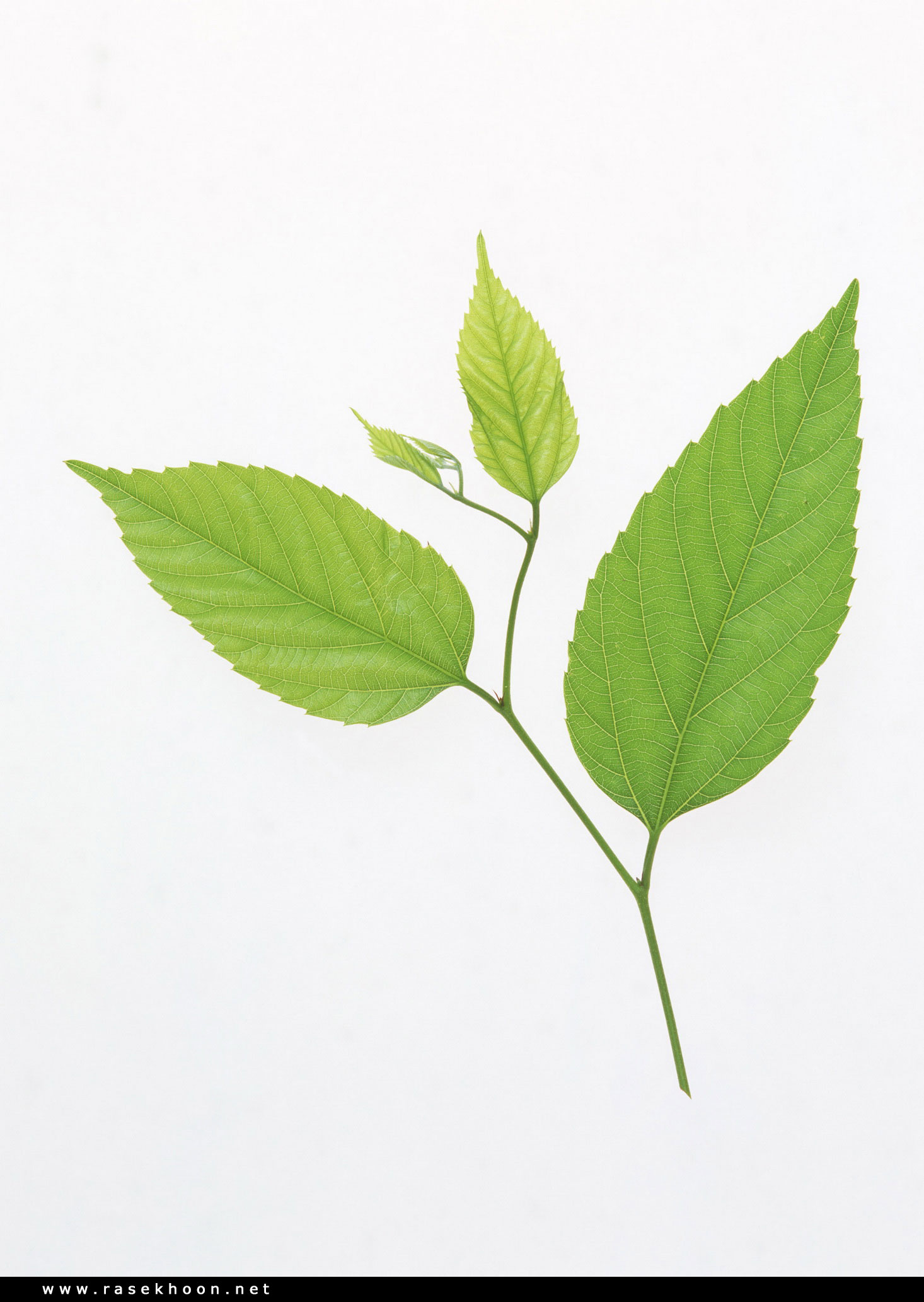 Веточка с листьями на прозрачном фоне
