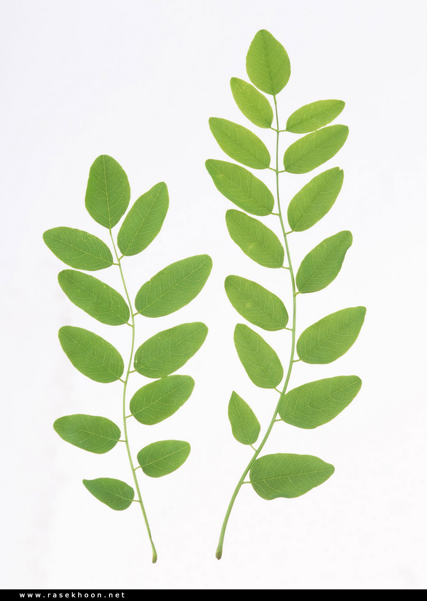 گیاهان