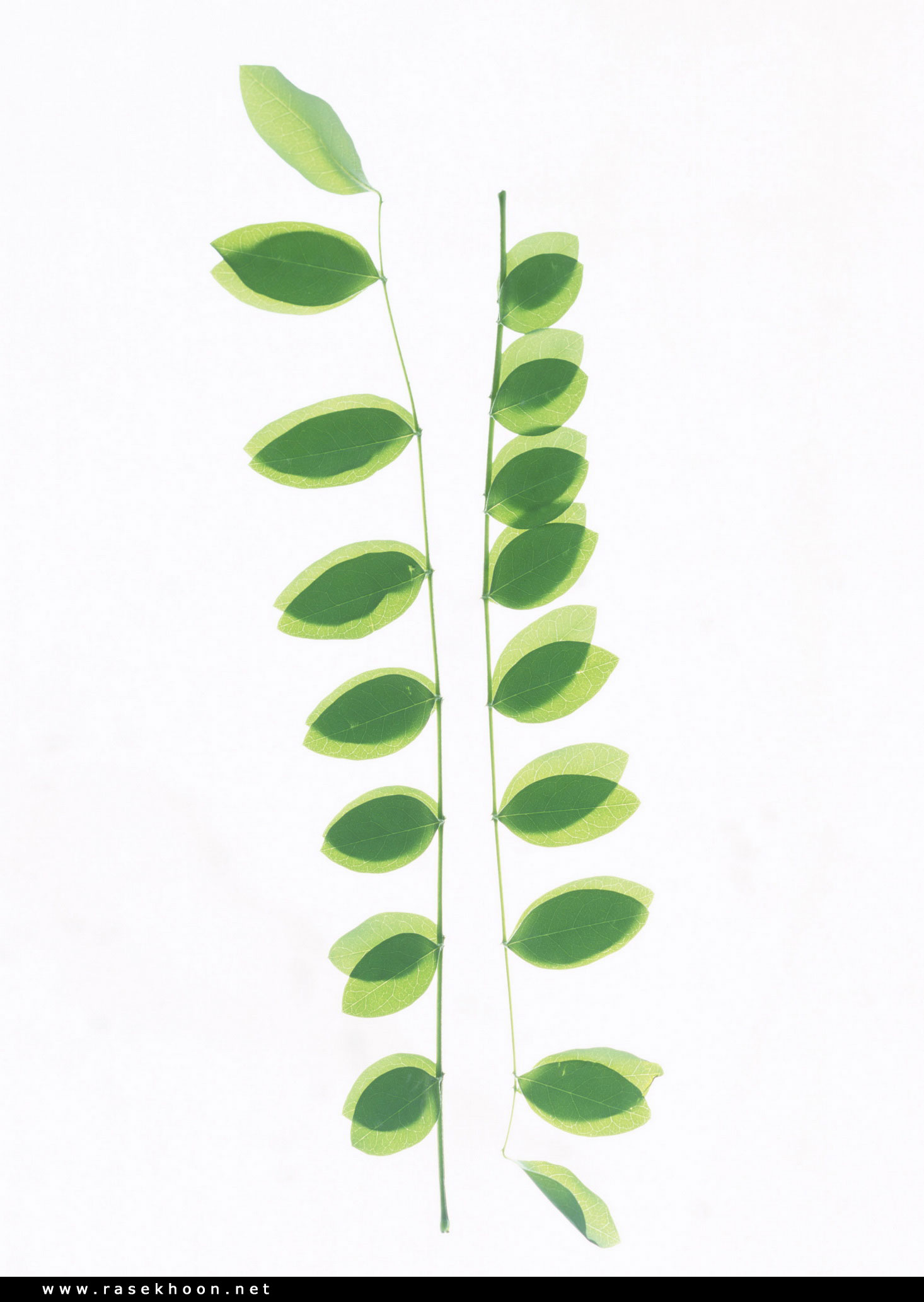 گیاهان