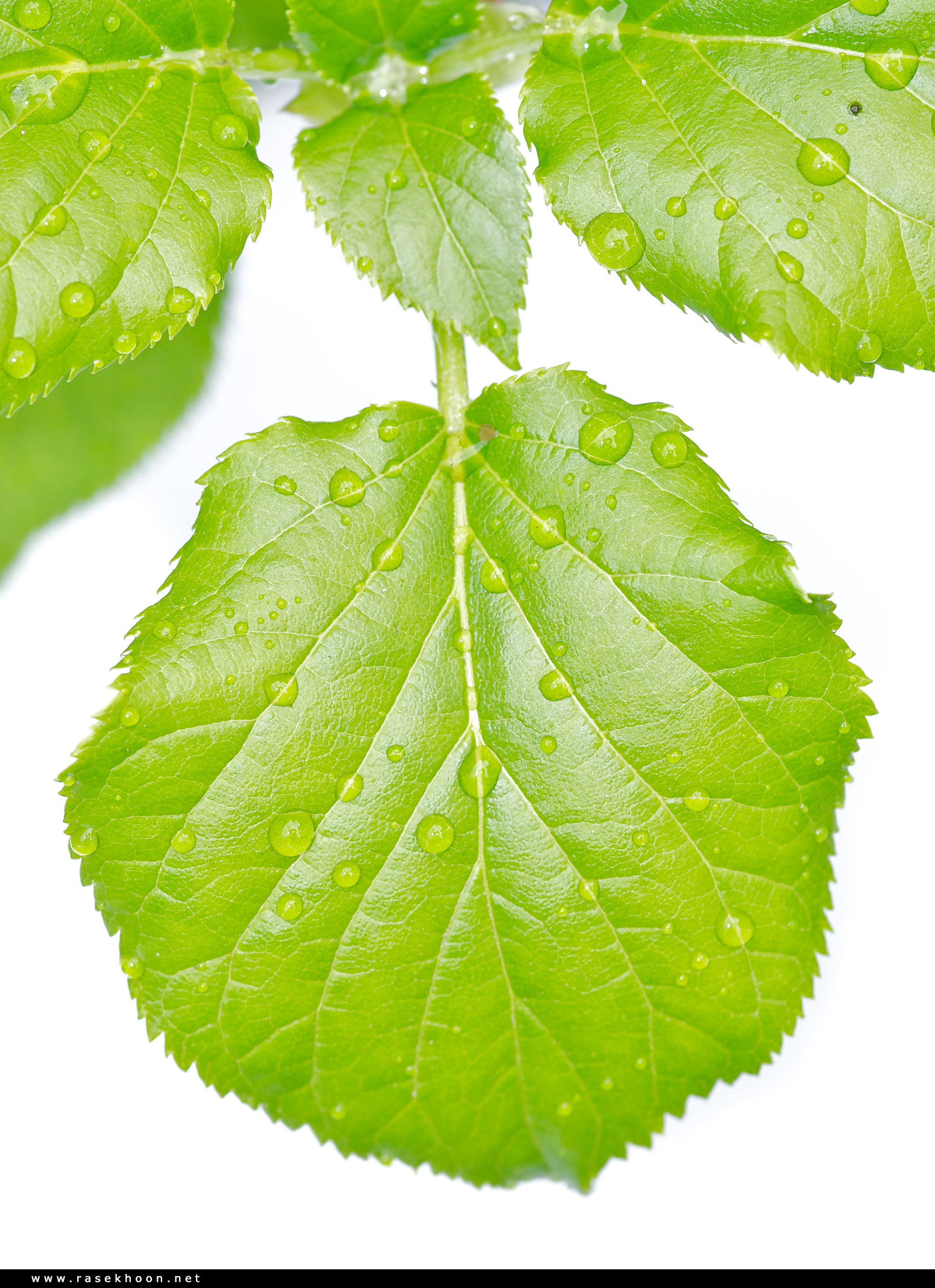 گیاهان