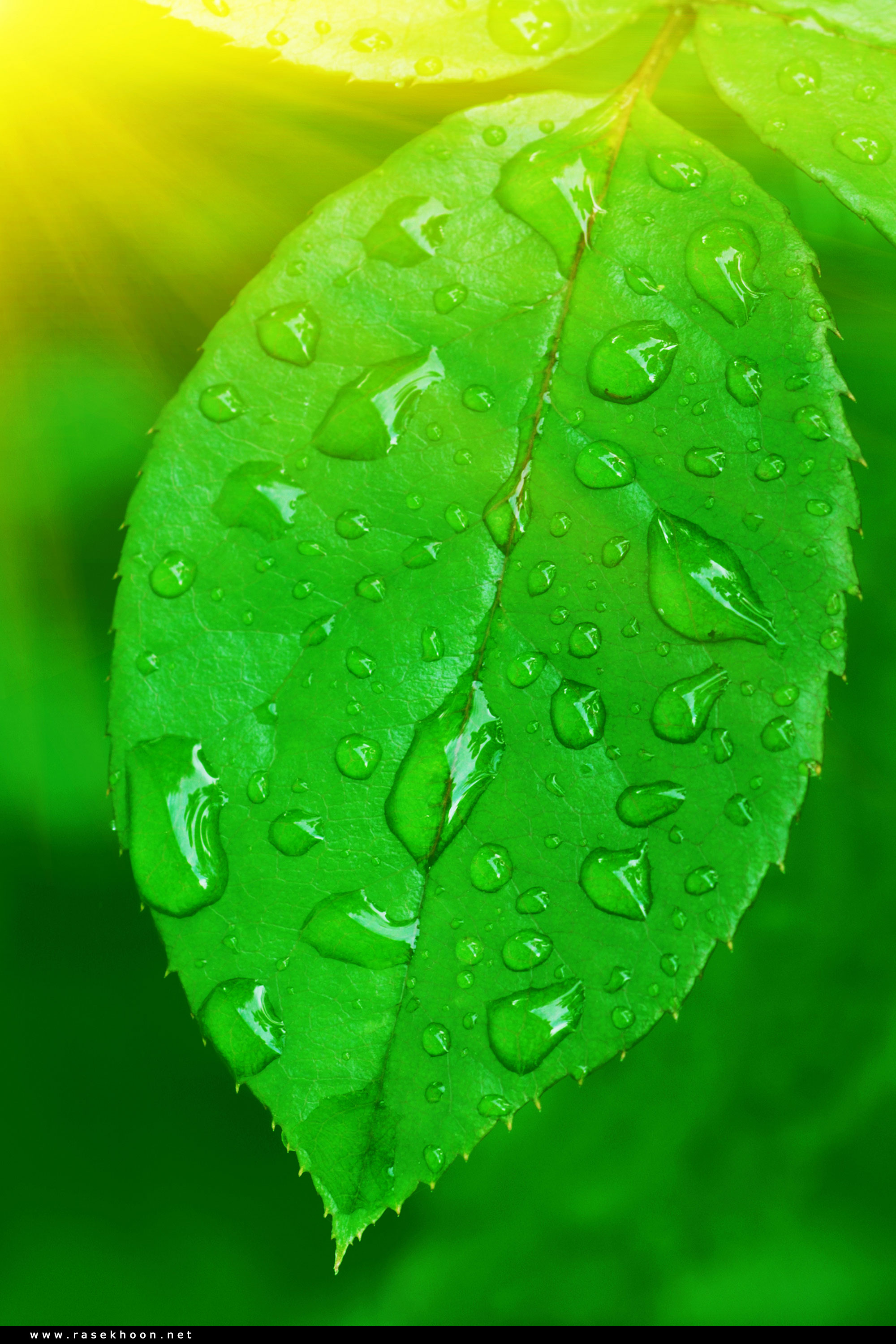 گیاهان