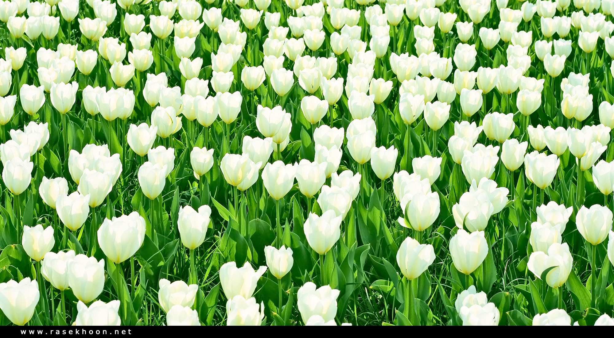 گیاهان